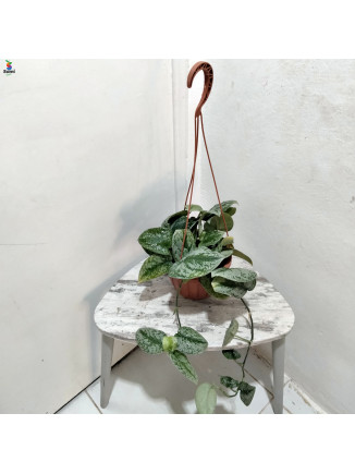 Silver stain pothos