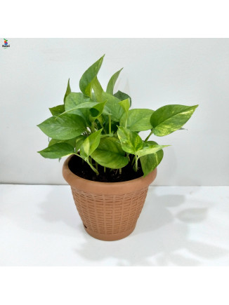 Money Plant- 50cm Pot 25cm