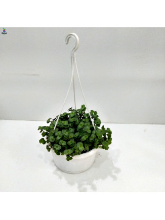 Wired plant hanging