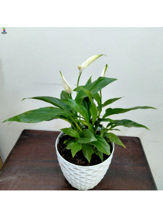 Peacelilly white pot-45cm