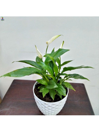 Peacelilly white pot-45cm