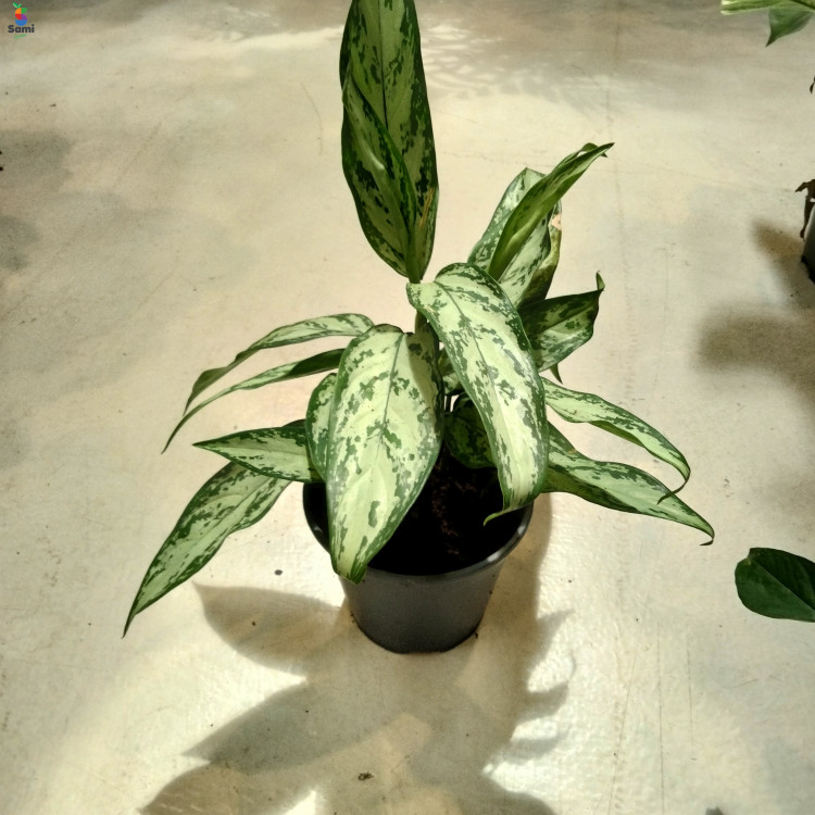 Aglonema Green-35cm