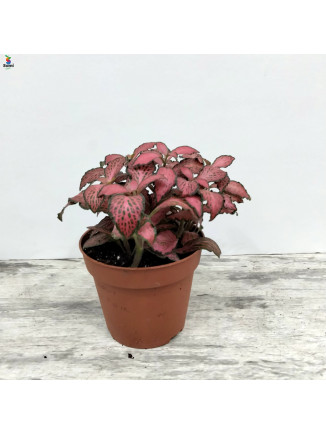 Fittonia Red