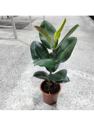 Rupper plant- 50 to 60cm