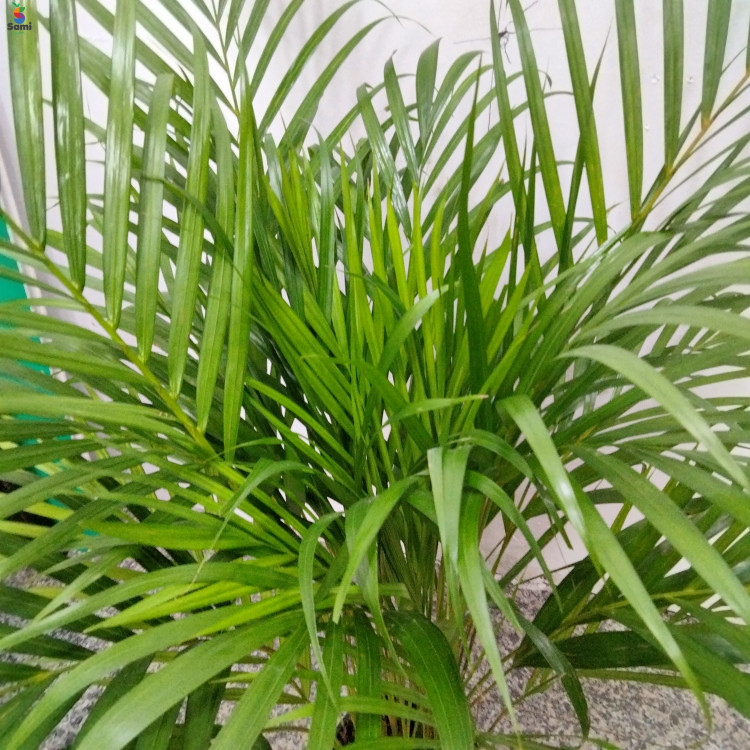 Areca palm 90cm -Pot 18cm