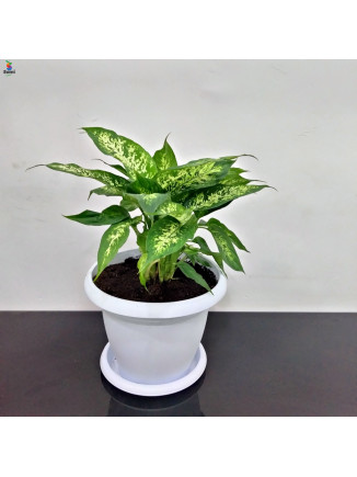 dieffenbachia white Pot 50cm