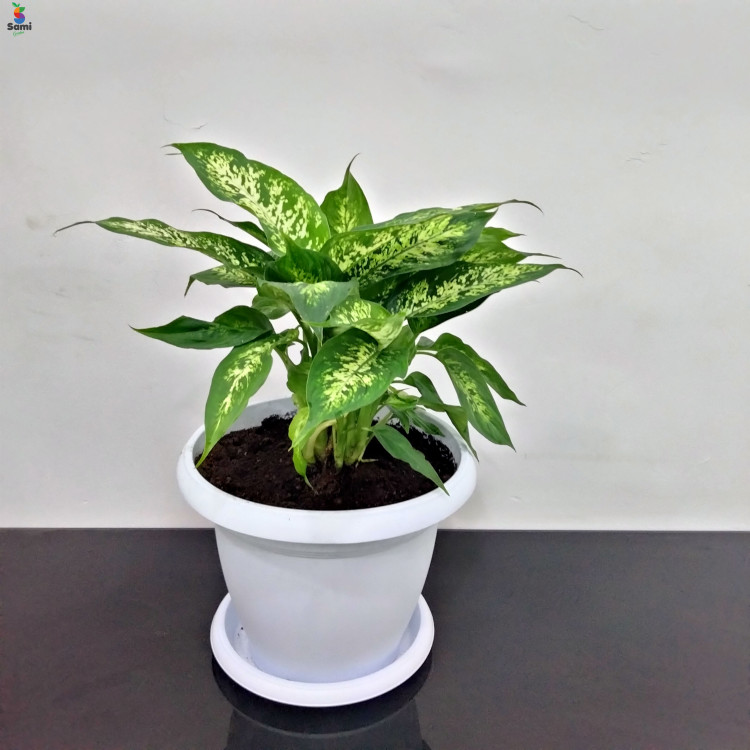 dieffenbachia white Pot 50cm