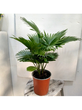 Livistone Rotundifolia 2pp-65cm