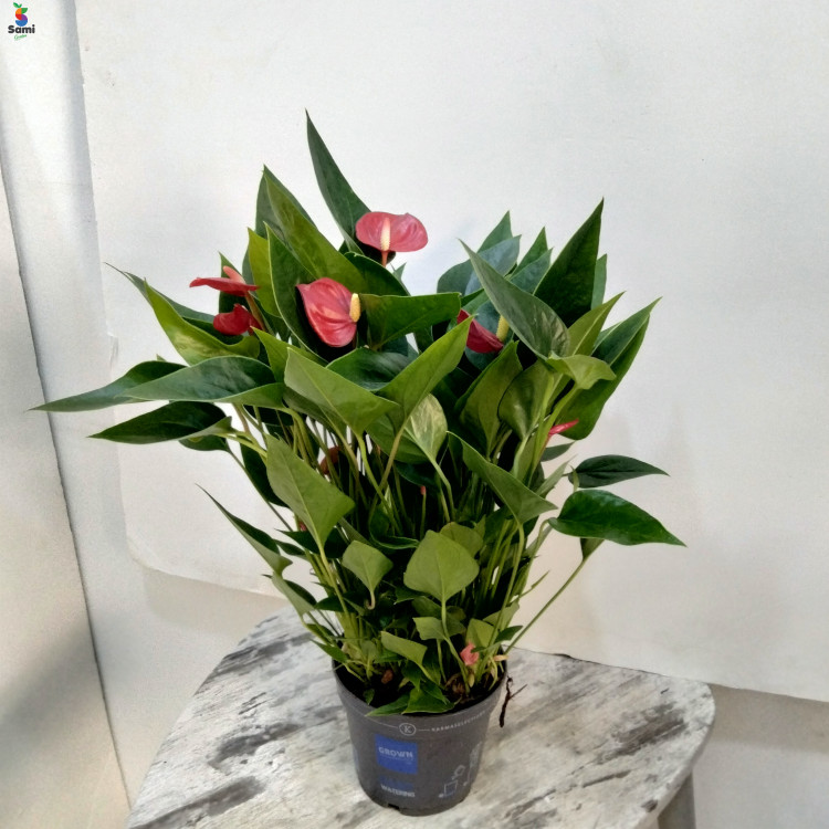 Anthurium red flower 45CM