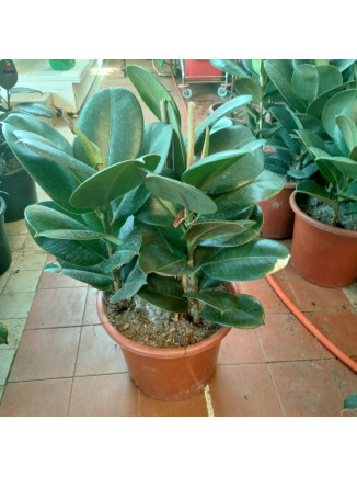 Rupper plant h 80cm