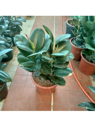 Rupper plant h 80cm
