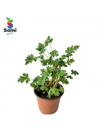 Attra (pelargonium Graveolens) 20CM