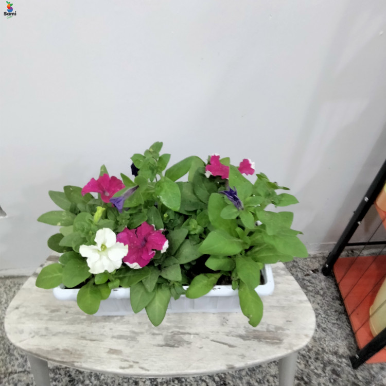 Pitunia flower white pot