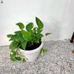 money plant white pot 25cm-hight 50cm