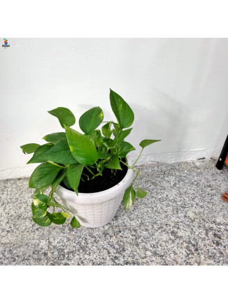 money plant white pot 25cm-hight 50cm