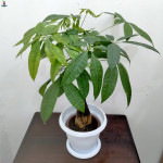 Money Tree white pot