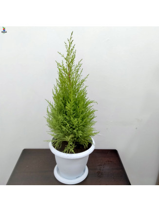 cupressus with white pot