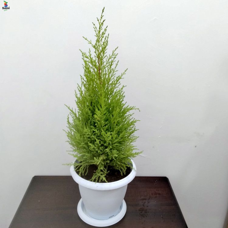 cupressus with white pot
