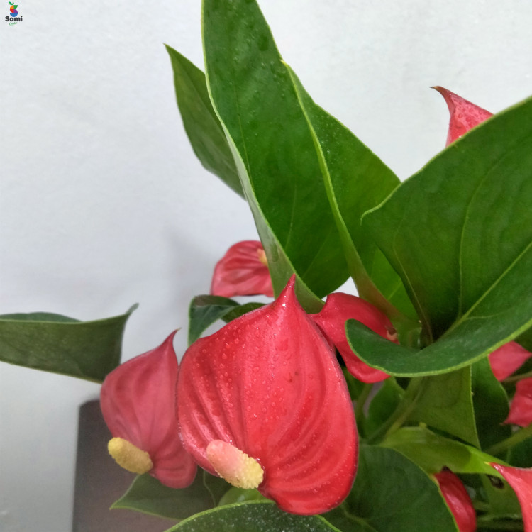 Anthurium red flower 45CM