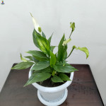 Spathiphyllum with white pot