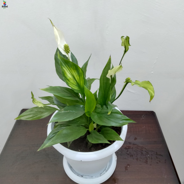 Spathiphyllum with white pot