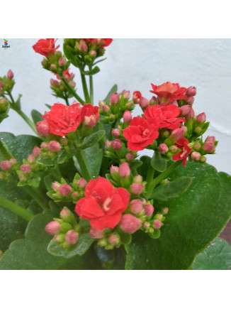 kalanchoes (red)