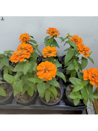 zinnia orange flower(10 pcs)