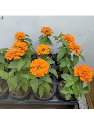 zinnia orange flower(10 pcs)