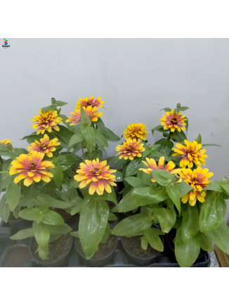 zinnia yellow with red flower( 10 pcs)