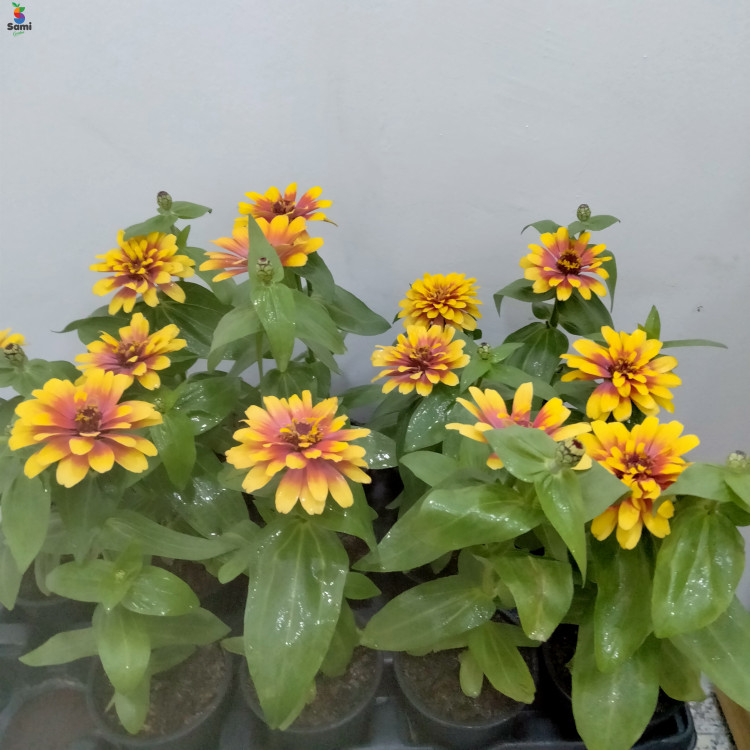 zinnia yellow with red flower( 10 pcs)
