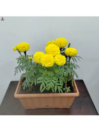 marigold with red pot