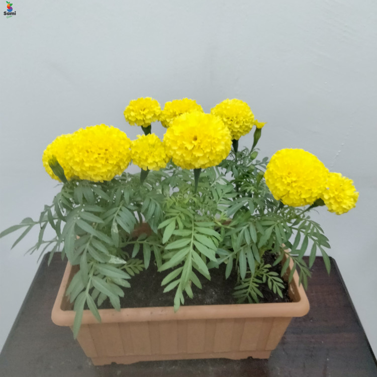 marigold with red pot