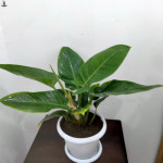 Philodendron 'Imperial Green' with white pot