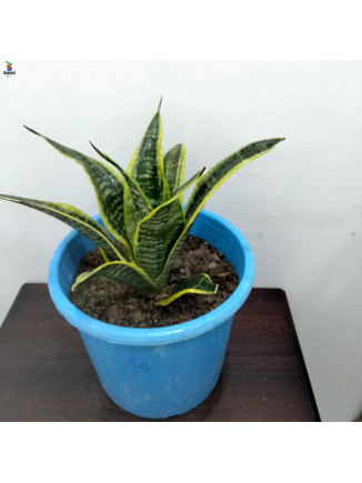 snake plant with blue pot