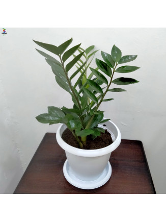 zz plant white pot