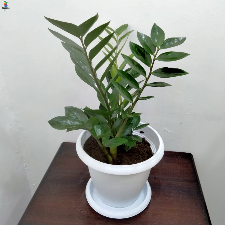 zz plant white pot