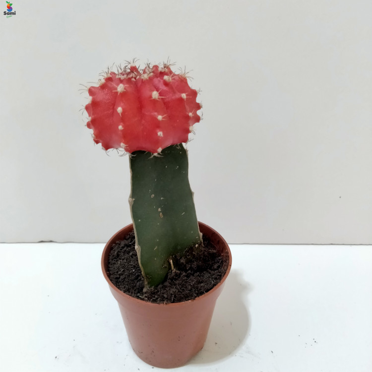  red cactus