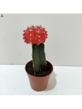  red cactus