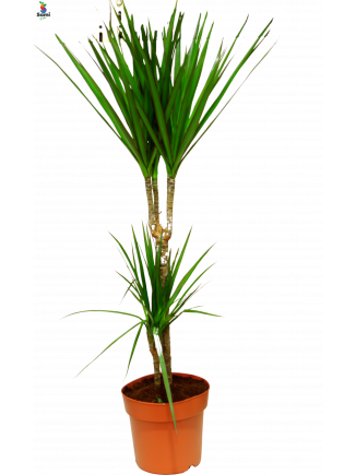 dracaena marginata(dragon plant)