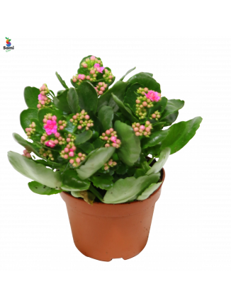 kalanchoes red big size