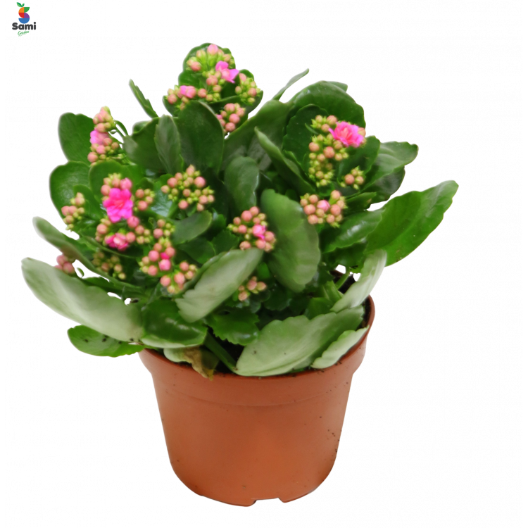 kalanchoes red big size