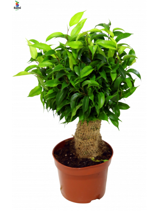 Bonsai Ficus 30CM