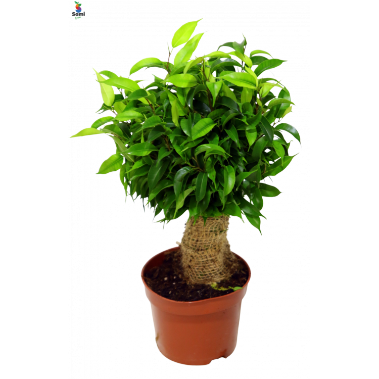 Bonsai Ficus 30CM