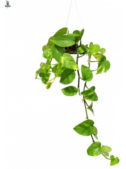 Epipremnum  (money plant)