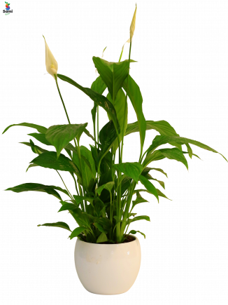 Spathiphyllum BINGO CUPIDO