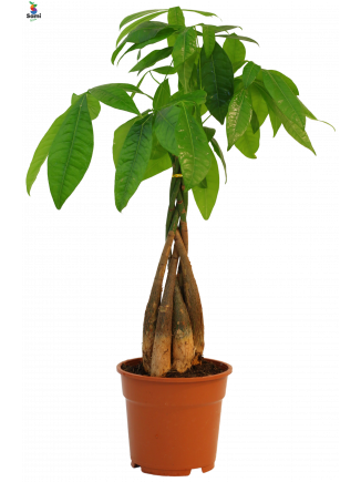 Pachira aquatica "money tree"