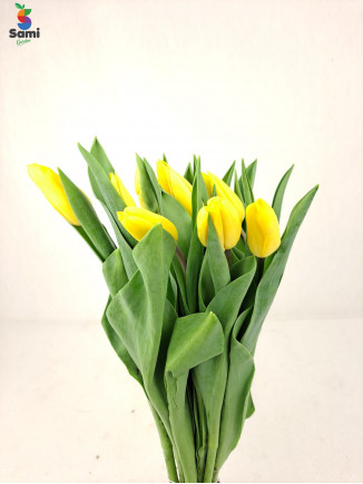Tulip yellow flower