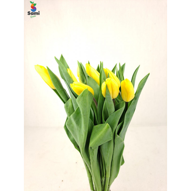 Tulip yellow flower