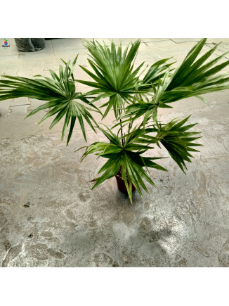palm 50cm