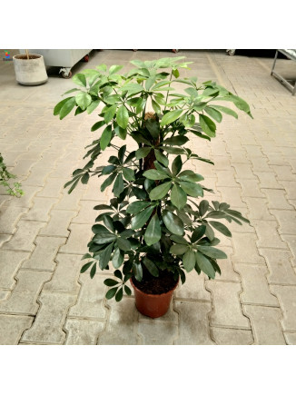 Scheffler arborica nora- 70cm